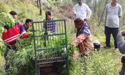 सभासद अमित ने वन विभाग से वार्ता कर कर्नाटक खोल में तेंदुए के लिए लगवाया पिंजरा