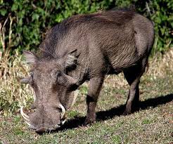 झाझरा वन क्षेत्र में सुअरो का आतंक, क्षेत्रीय लोगों को कर रहे हैं घायल