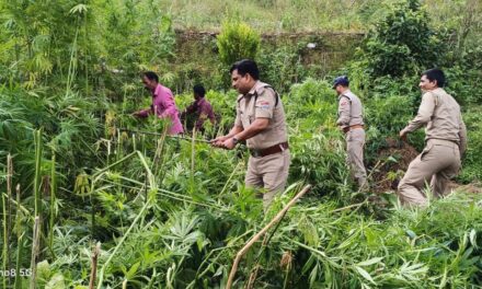 अल्मोड़ा पुलिस व एएनटीएफ की संयुक्त टीम ने अभियान चलाकर सल्ला क्षेत्र में अवैध भांग को नष्ट कर आमजन को नशे के प्रति किया जागरूक