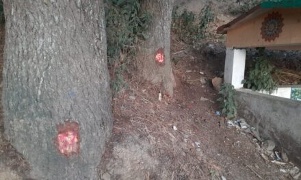 अब पपरशैली में देवदार के पेड़ो को काटने की हुई कार्यवाही, जनता में हुआ आक्रोश
