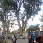 Almora: Dry 'Tun' trees along the roadside near Adams School on L.R. Sah Road have become a serious safety hazard for pedestrians and students. A petition has been sent to the District Magistrate requesting immediate action to address this issue. According to reports, several large 'Tun' trees are located along the road next to the Adams School campus, most of which have completely dried out. The dry and weak branches of these trees are at risk of falling, which could harm pedestrians, parents, and the children coming to and from the school. Local residents have raised concerns, saying that hundreds of children pass under these trees every day during school hours, and there is a growing fear of a potential accident. Advocate Azad Khan, from the District Court Almora, has sent a letter to the District Magistrate highlighting the dangerously deteriorating condition of these trees. He pointed out that the risk of branches falling increases significantly during high winds or rainfall, further endangering public safety. The letter demands immediate trimming of the dry branches and, if necessary, the legal removal of the entire trees. The petition also urges the administration to take swift action in ensuring safety measures are implemented to avoid any unfortunate incidents. Local parents and residents have also expressed their concerns, urging the administration to prioritize the safety of children, given the proximity of the school. Until action is taken, the community remains anxious about the potential danger posed by the trees