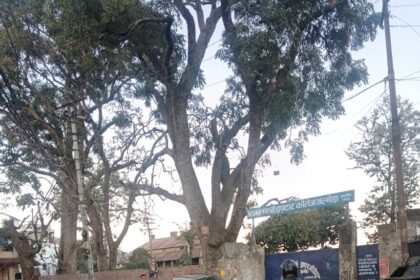 Almora: Dry 'Tun' trees along the roadside near Adams School on L.R. Sah Road have become a serious safety hazard for pedestrians and students. A petition has been sent to the District Magistrate requesting immediate action to address this issue. According to reports, several large 'Tun' trees are located along the road next to the Adams School campus, most of which have completely dried out. The dry and weak branches of these trees are at risk of falling, which could harm pedestrians, parents, and the children coming to and from the school. Local residents have raised concerns, saying that hundreds of children pass under these trees every day during school hours, and there is a growing fear of a potential accident. Advocate Azad Khan, from the District Court Almora, has sent a letter to the District Magistrate highlighting the dangerously deteriorating condition of these trees. He pointed out that the risk of branches falling increases significantly during high winds or rainfall, further endangering public safety. The letter demands immediate trimming of the dry branches and, if necessary, the legal removal of the entire trees. The petition also urges the administration to take swift action in ensuring safety measures are implemented to avoid any unfortunate incidents. Local parents and residents have also expressed their concerns, urging the administration to prioritize the safety of children, given the proximity of the school. Until action is taken, the community remains anxious about the potential danger posed by the trees