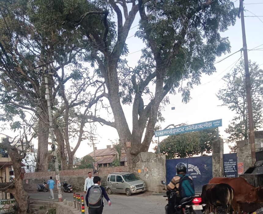 Almora: Dry 'Tun' trees along the roadside near Adams School on L.R. Sah Road have become a serious safety hazard for pedestrians and students. A petition has been sent to the District Magistrate requesting immediate action to address this issue. According to reports, several large 'Tun' trees are located along the road next to the Adams School campus, most of which have completely dried out. The dry and weak branches of these trees are at risk of falling, which could harm pedestrians, parents, and the children coming to and from the school. Local residents have raised concerns, saying that hundreds of children pass under these trees every day during school hours, and there is a growing fear of a potential accident. Advocate Azad Khan, from the District Court Almora, has sent a letter to the District Magistrate highlighting the dangerously deteriorating condition of these trees. He pointed out that the risk of branches falling increases significantly during high winds or rainfall, further endangering public safety. The letter demands immediate trimming of the dry branches and, if necessary, the legal removal of the entire trees. The petition also urges the administration to take swift action in ensuring safety measures are implemented to avoid any unfortunate incidents. Local parents and residents have also expressed their concerns, urging the administration to prioritize the safety of children, given the proximity of the school. Until action is taken, the community remains anxious about the potential danger posed by the trees
